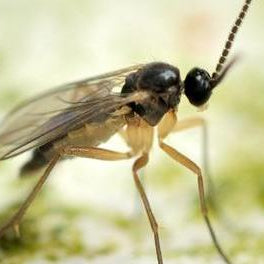 Fungus gnat garden pest close-up