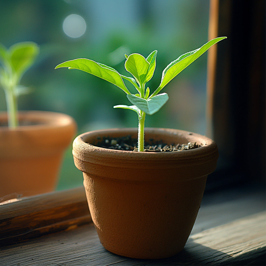 What to Sow in September: Vegetables and Flowers to Grow Now 🌱
