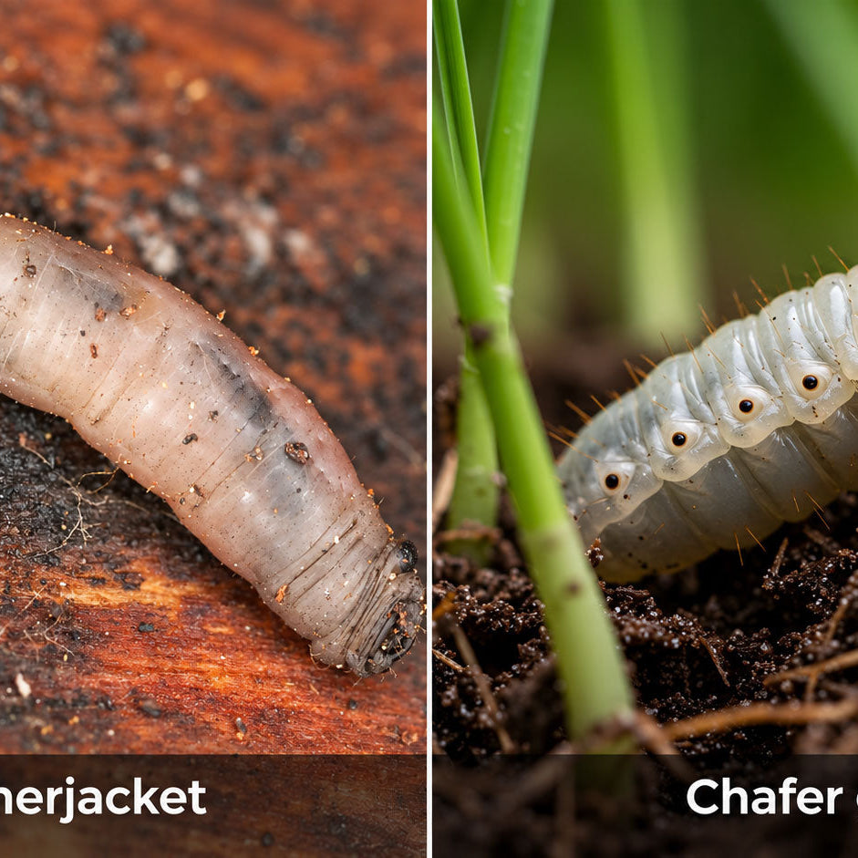 Side-by-side comparison of a grey leatherjacket larva and a curled white chafer grub with a brown head