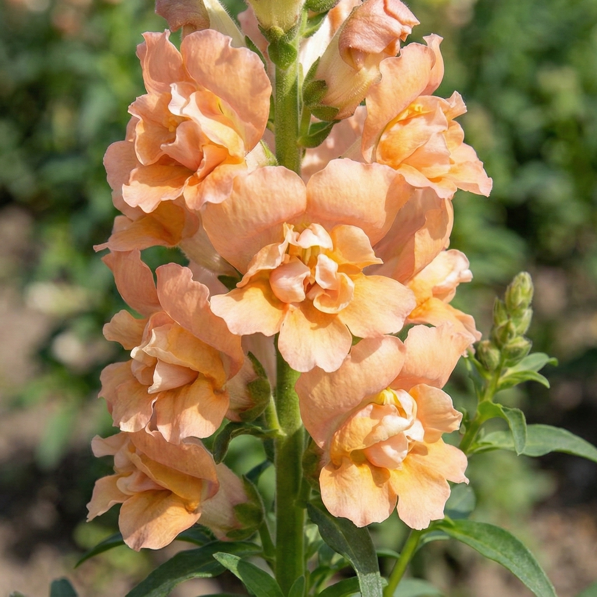 Antirrhinum DoubleShot Peach Natural Grower antirrhinum-doubleshot-peach-natural-grower