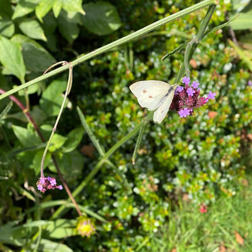 Butterfly Education and Awareness Day (BEAD)