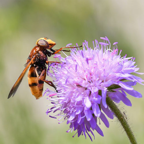 Supporting Pollinators in our Gardens