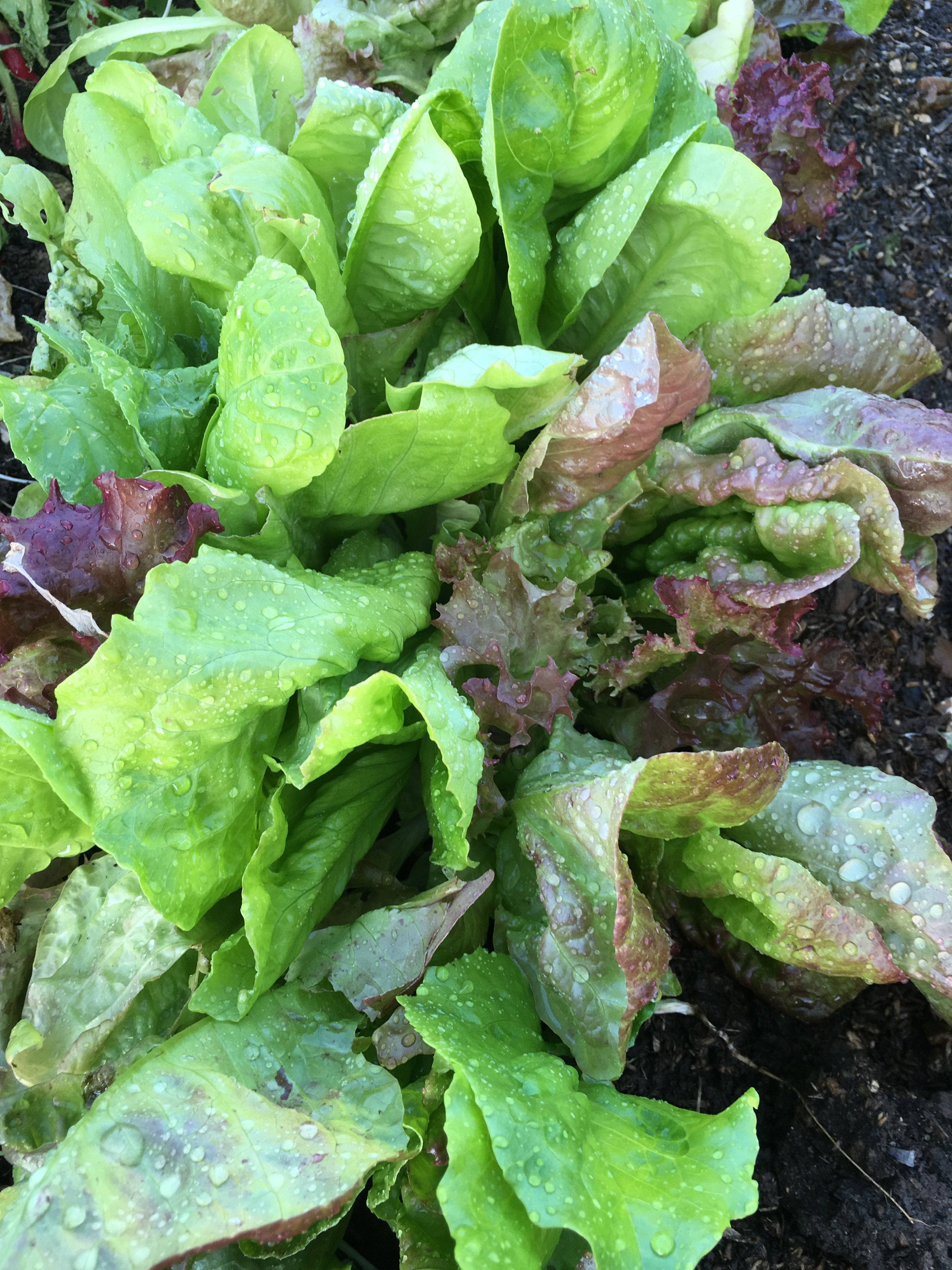 Grow your own lettuce