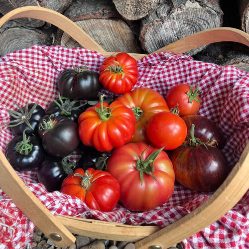 Tomato Harvest