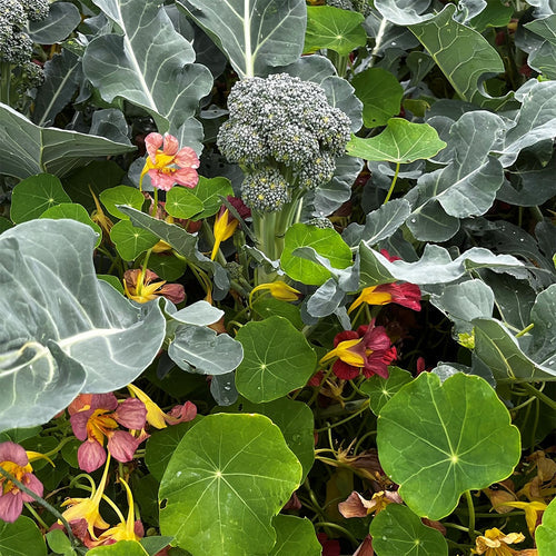 Nasturtium as a Companion Plant