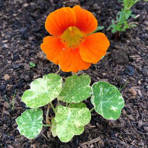 Nasturtiums - perfect organic pest control