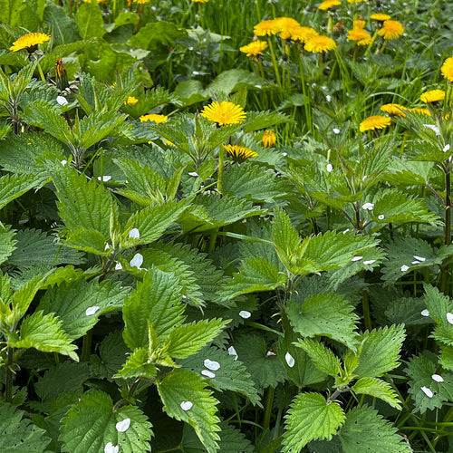 The Benefits of Nettles