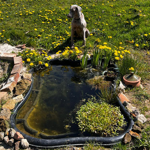 Garden Pond and Sky