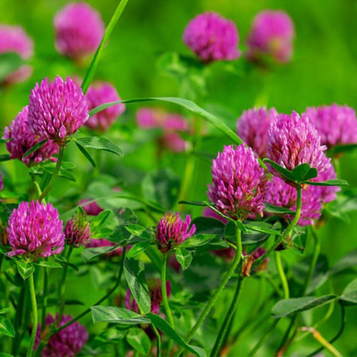 Red clover