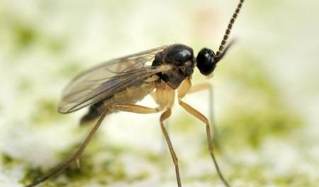 Fungus gnat garden pest close-up