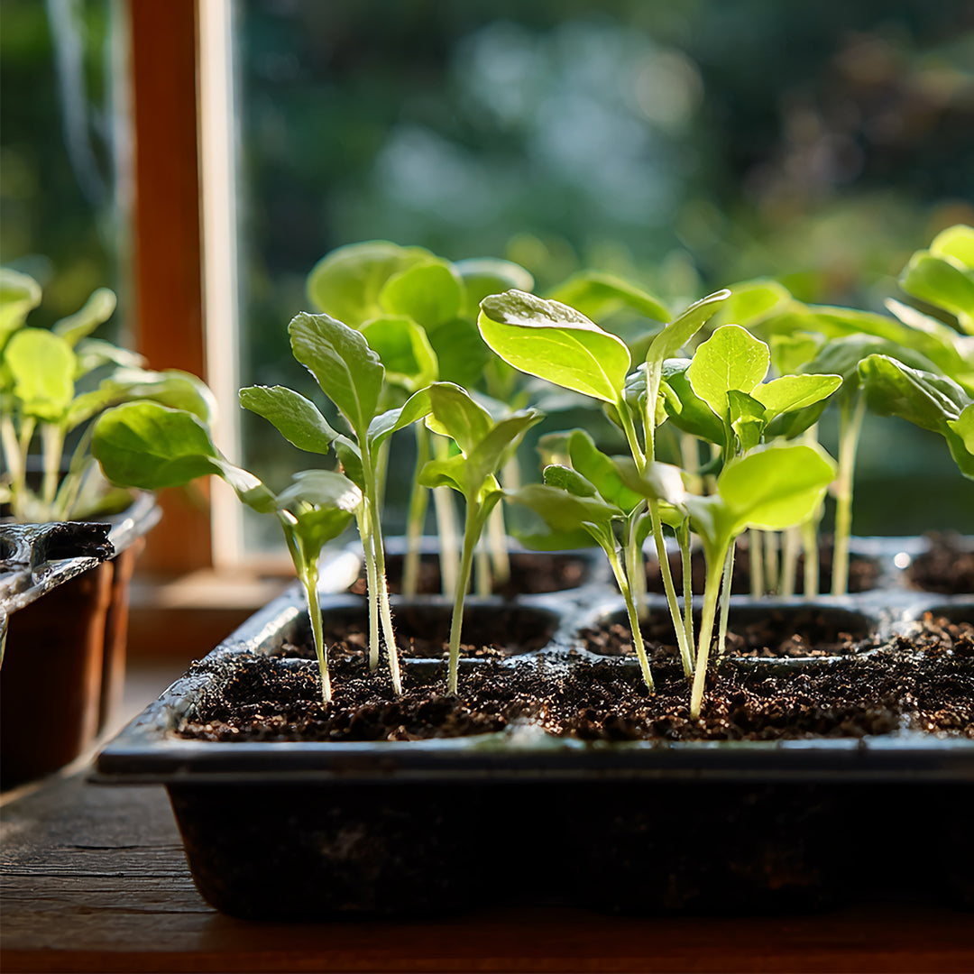 What to Sow in August: Vegetables & Flowers to Grow Now 🌱