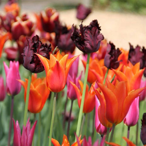 Tulips, tulip bulbs