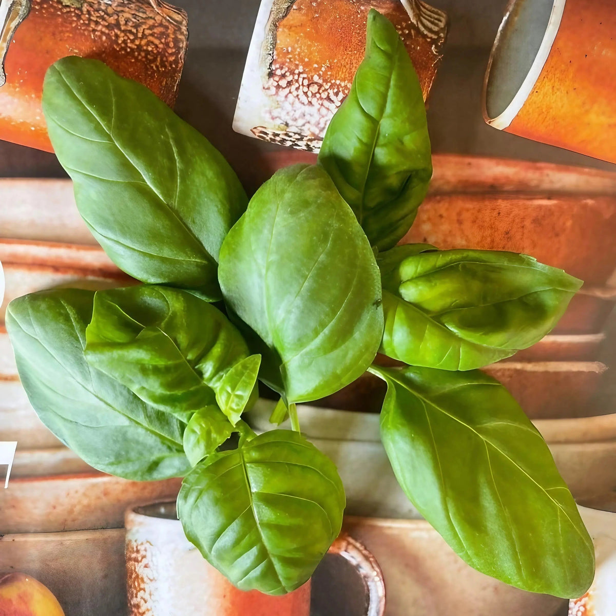 Basil Classic Italian – Natural Grower