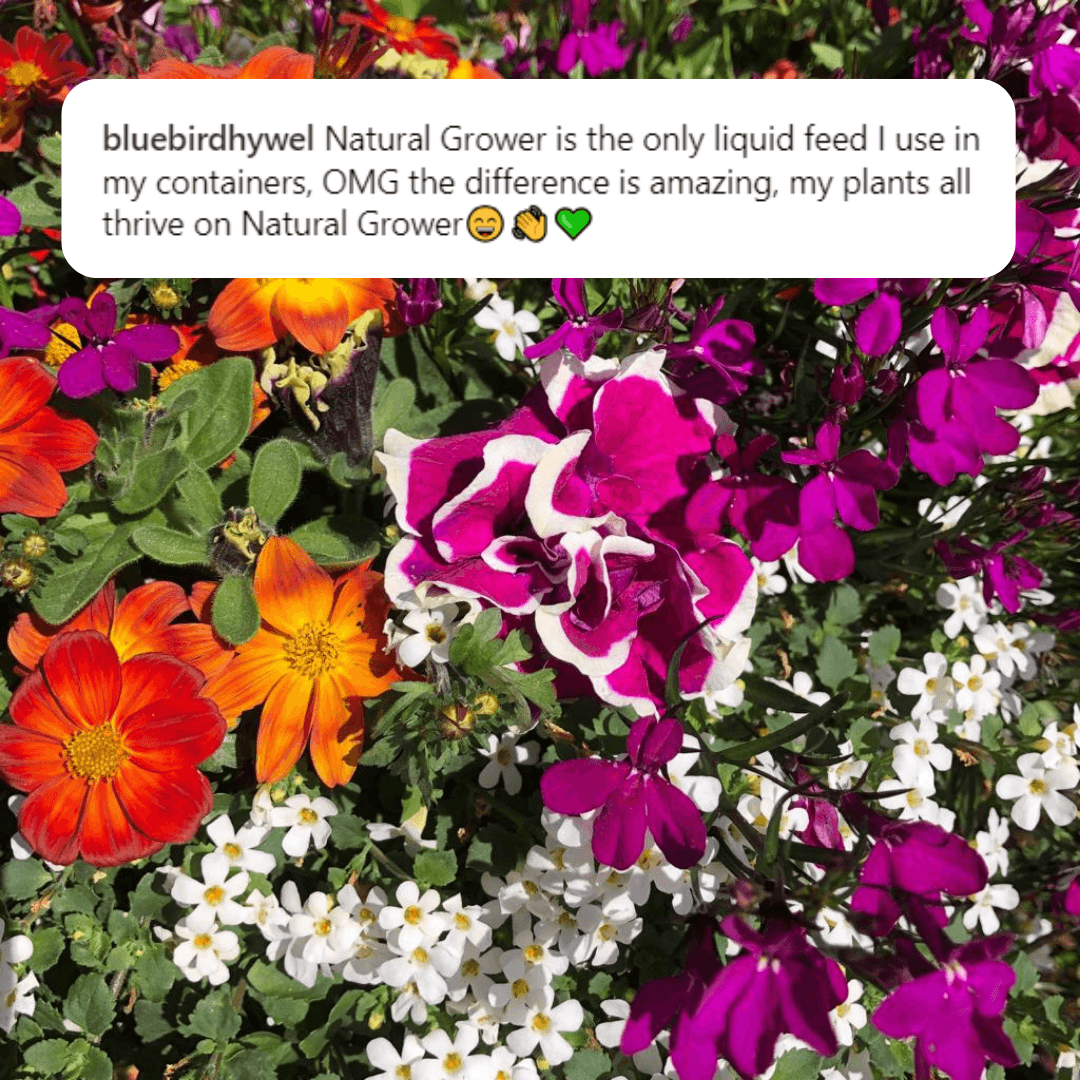 Five-star customer review of Natural Grower Liquid Fertiliser for flowering plants