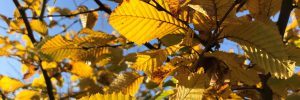 Hornbeam, autumn colours, golden leaves,