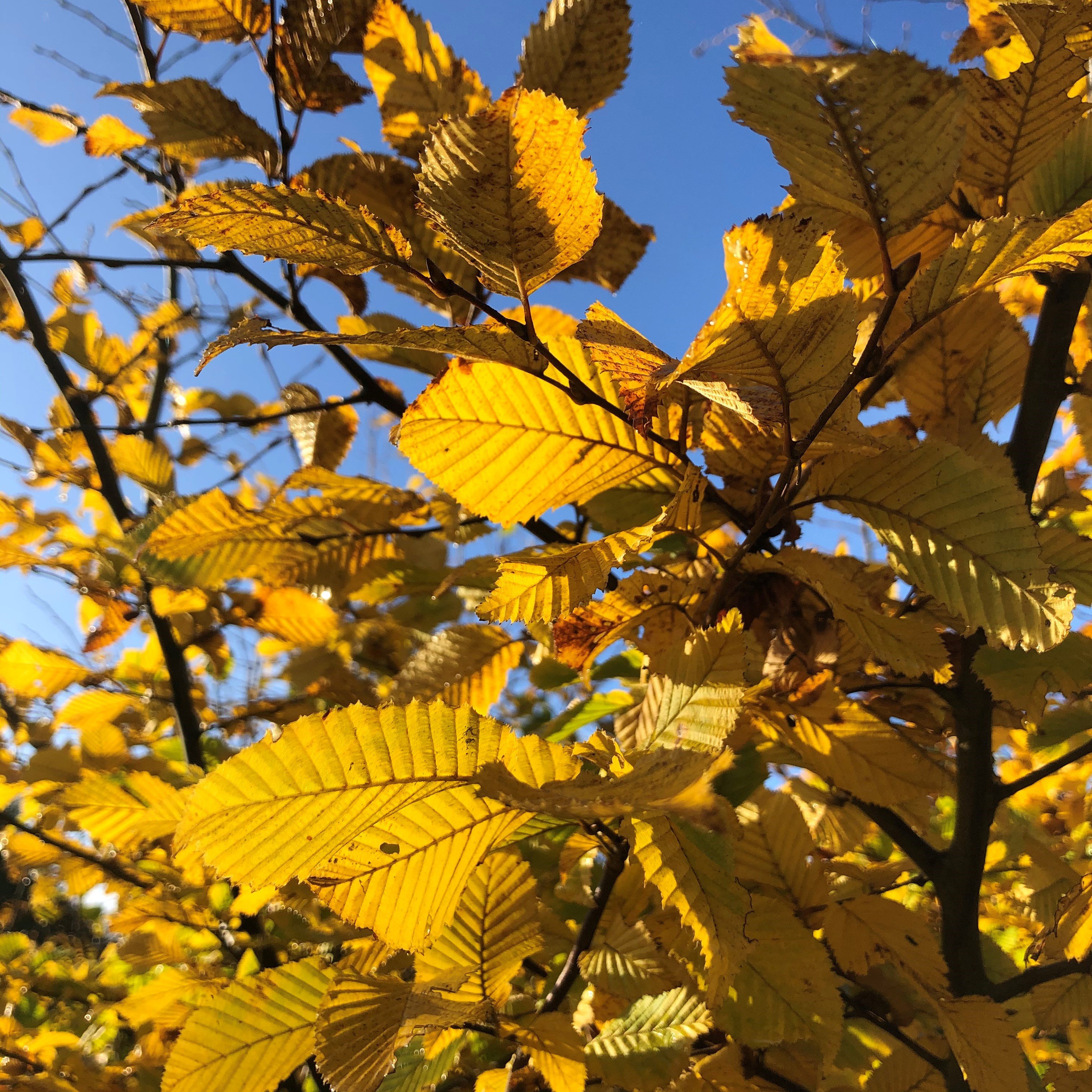 Hornbeam, autumn colours, golden leaves,