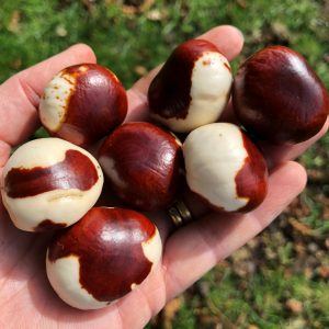 conkers, brown and white conkers, conker fight, horse chestnut,