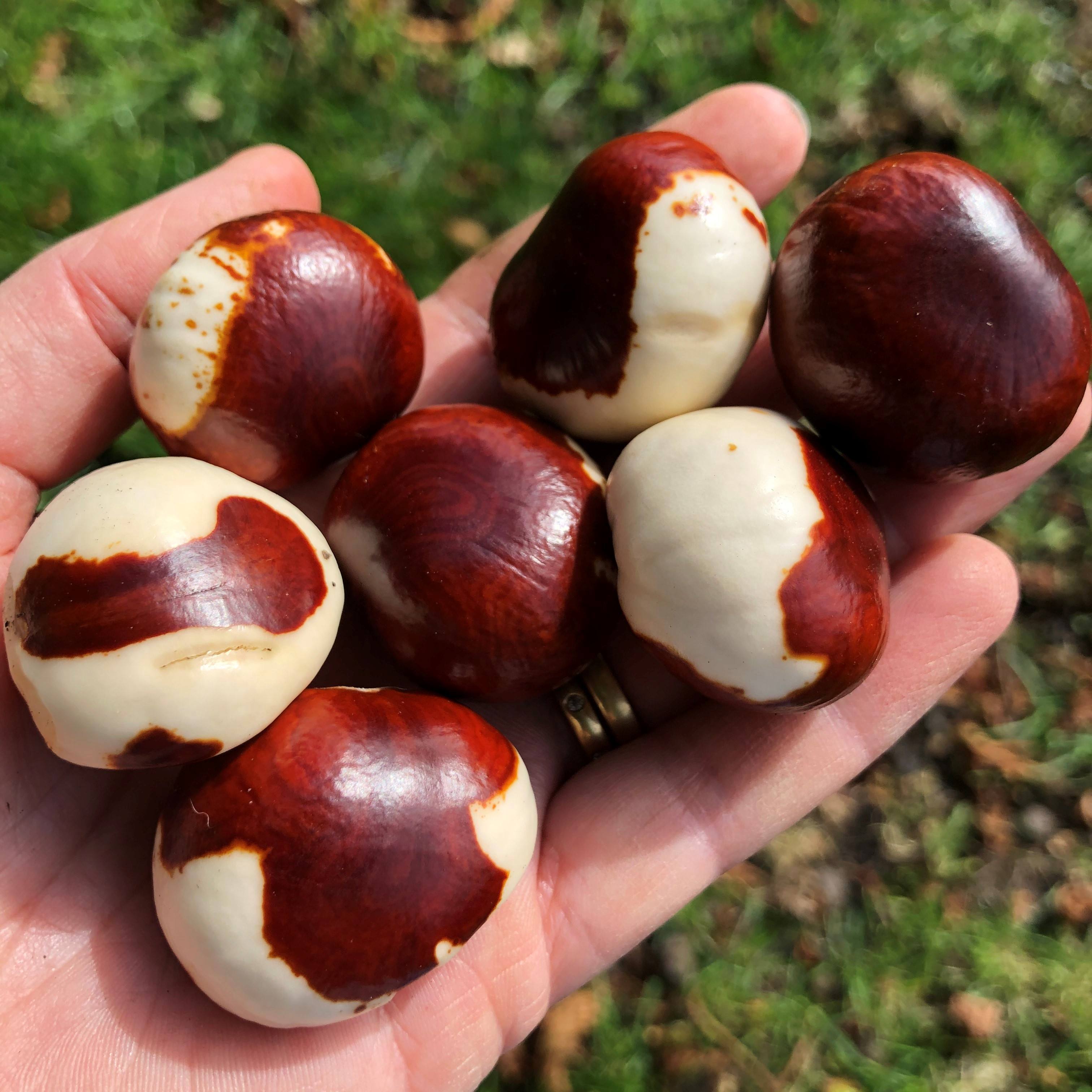 conkers, brown and white conkers, conker fight, horse chestnut,