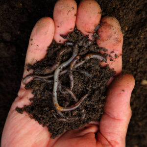 Worms are the unsung hero of the soil