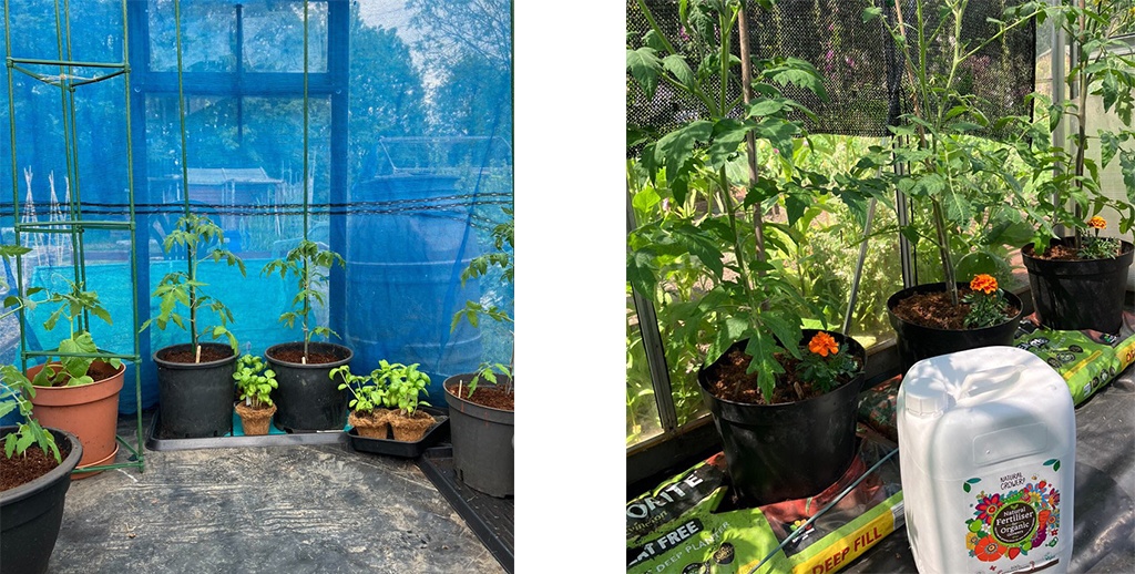 Tomato Growing Competition