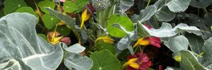 nasturtiums, companion plants, plant pest control