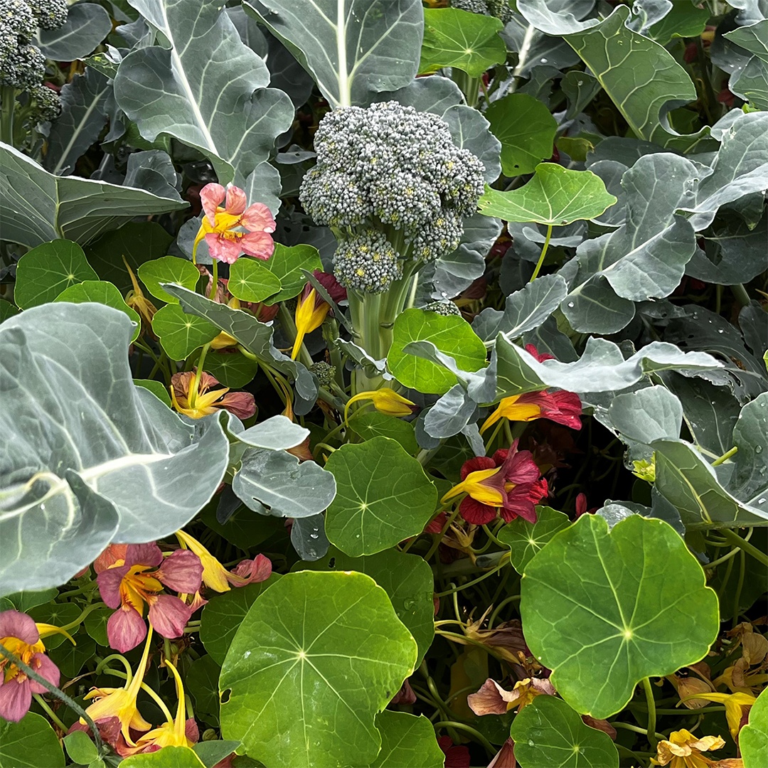 nasturtiums, companion plants, plant pest control